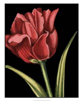 Vibrant Tulips IV Fine Art Print