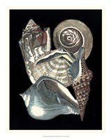 Seashell Anthology I Framed Print