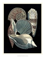Seashell Anthology II Framed Print