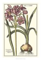 Botanical Beauty I Fine Art Print