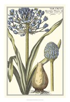 Botanical Beauty II Fine Art Print