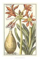 Botanical Beauty III Fine Art Print