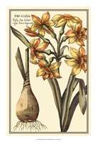 Botanical Beauty IV Fine Art Print