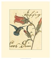 Hummingbird Reverie III Fine Art Print