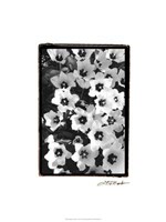 Springtime Garden II Fine Art Print