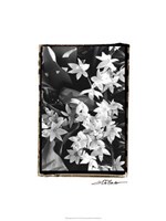 Springtime Garden VII Fine Art Print