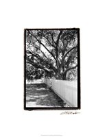 Summer Shade II Fine Art Print