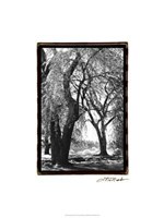 Summer Shade III Fine Art Print