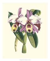 Magnificent Orchid I Fine Art Print