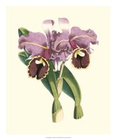 Magnificent Orchid II Fine Art Print
