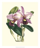 Magnificent Orchid III Fine Art Print