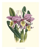 Magnificent Orchid IV Fine Art Print