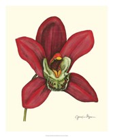Majestic Orchid III Fine Art Print