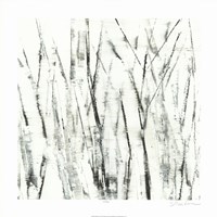 Birches I Fine Art Print