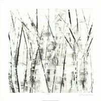 Birches II Fine Art Print