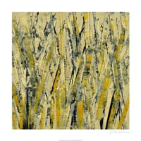 Birches III Fine Art Print