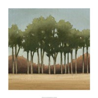 Stand of Trees II Framed Print