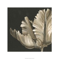 Classical Blooms II Fine Art Print
