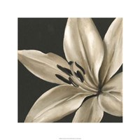 Classical Blooms III Fine Art Print
