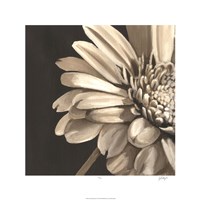 Classical Blooms IV Fine Art Print