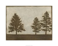 Silver Pine I Fine Art Print
