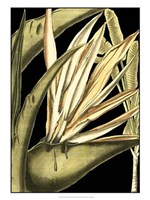 Tranquil Tropical Leaves III Fine Art Print