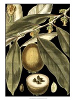 Tranquil Tropical Leaves IV Fine Art Print