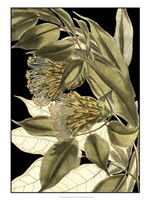 Tranquil Tropical Leaves VI Fine Art Print