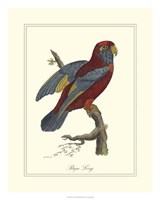 Raja Lory Fine Art Print