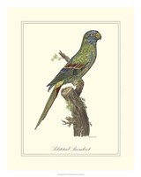 Solstitial Parrakeet Fine Art Print