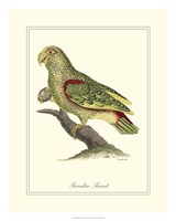 Paradise Parrot Fine Art Print