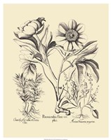 Black and White Besler Peony IV Fine Art Print
