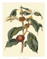 Foliage, Flowers & Fruit II Fine Art Print