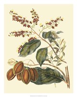 Foliage, Flowers & Fruit III Fine Art Print
