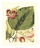 Fantastical Botanical I Fine Art Print