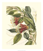 Fantastical Botanical II Fine Art Print