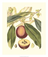 Fantastical Botanical III Fine Art Print