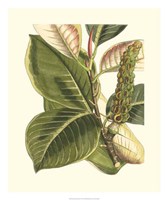 Fantastical Botanical IV Fine Art Print