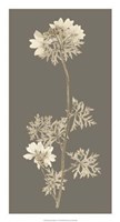 Taupe Nature Study II Fine Art Print