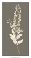 Taupe Nature Study III Fine Art Print