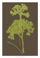 Ferns on Linen II Fine Art Print