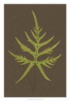 Ferns on Linen IV Fine Art Print