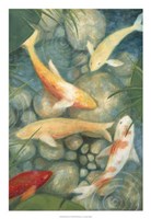 Reflecting Koi II Fine Art Print