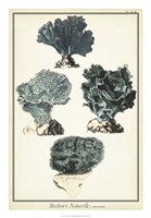 Coral Species I Fine Art Print