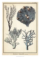 Coral Species II Fine Art Print