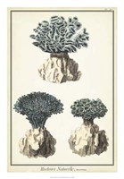 Coral Species IV Fine Art Print