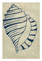 Indigo Shell V Fine Art Print