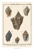 Volute Shell pl. 380 Fine Art Print