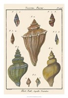 Fuseau Shell pl. 426 Fine Art Print