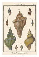 Fuseau Shell pl. 426 Fine Art Print